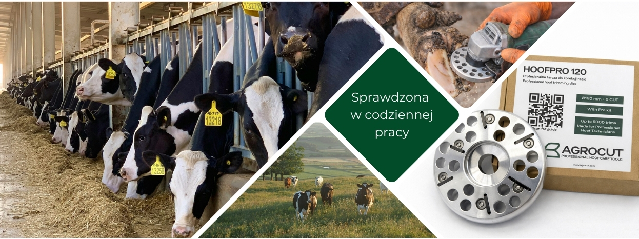 tarcza-do-korekcji-racic-hoof-tool